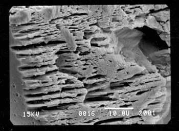 Etching of An-rich domains from a plagioclase feldspar grain that was buried in an organic-rich peaty soil for two years in SE Ireland. Scale bar is 10 microns